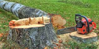 Best Root Management and Removal  in Colleyville, TX