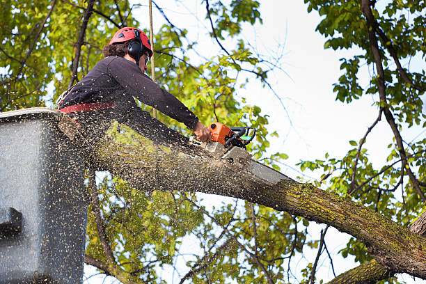 Best Firewood Processing and Delivery  in Colleyville, TX
