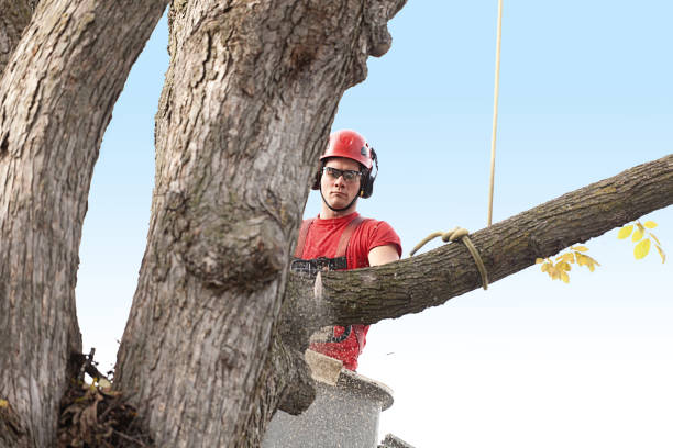 How Our Tree Care Process Works  in  Colleyville, TX